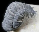 Crotalocephalina Trilobite - Foum Zguid, Morocco #25824-3